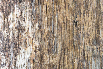 Dry wood texture.