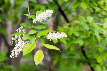 White lilac flowers