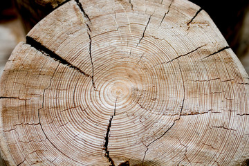 Wood texture. The trunk of the tree is in a section.