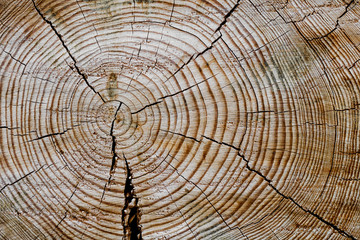 Wood texture. The trunk of the tree is in a section.