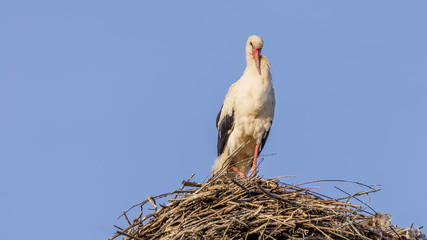 Beautiful stork standing on a large nest positioned above a pole of the power line of the village of Toceni, Craiova, Romania