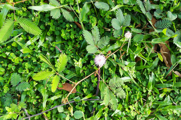Shameplant or mimosa pudica growing between grass