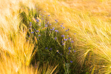 Purple wild flowers in golden wheat field