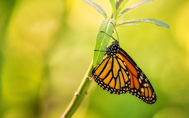 Orange and Black Butterfly