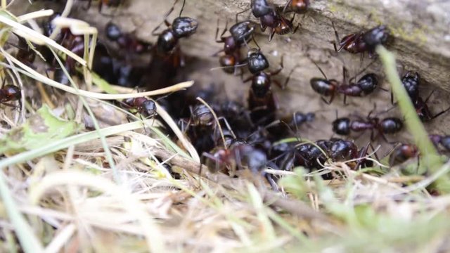 Une fourmili&egrave;re sous une pi&egrave;rre.  Agitation. Macro.