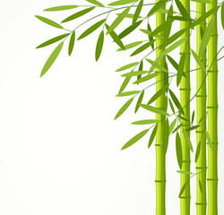 Green bamboo stems with leaves isolated on white background.