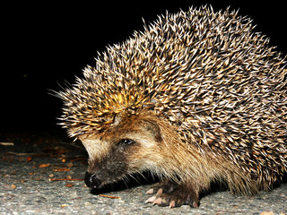 hedgehog in night traffic and grass