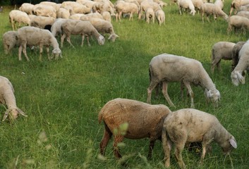 schafe in tuttlingen