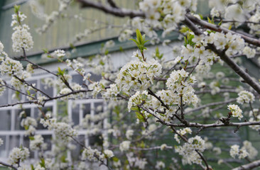 Blooming plum tree and green vintage house in spring