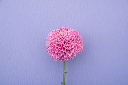 ピンポンマム の画像 273 件の Stock 写真 ベクターおよびビデオ Adobe Stock