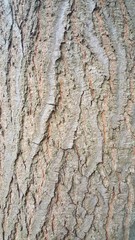 Close Up Of Tree Texture