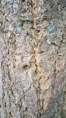 Close Up Of Tree Texture