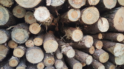 Tree Trunks In A Pile