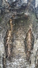 Close Up Of Tree Texture