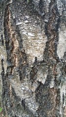 Close Up Of Tree Texture