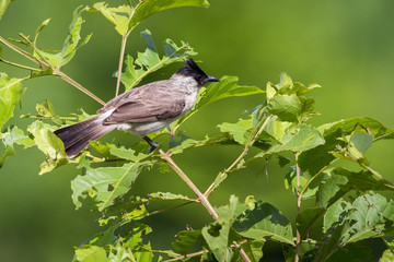 Image of bird on a branch on nature background. Animal. (Perched Red-vented Bulbul Pycnonotus cafer)