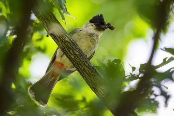 Image of bird on a branch on nature background. Animal. (Perched Red-vented Bulbul Pycnonotus cafer)