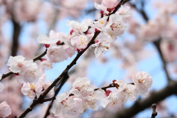 杏　花　Apricot Flower
