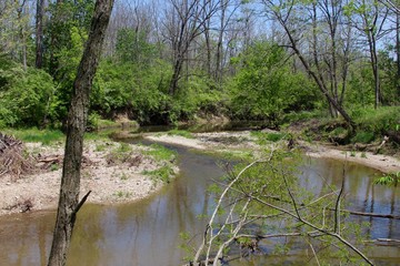 The low water of the creek in the forest.