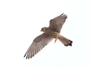 Lesser kestrel (Falco naumanni)