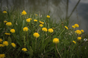 Flowers, nature, parks, and garden plotsм