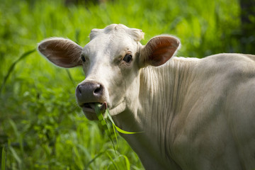 Image of white cow is eating grass on nature background. Animal farm