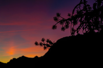 Sunrise and Tree
