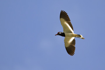 Image of bird flying in the sky. Wild Animals. Red-wattled lapwing bird (Vanellus indicus)