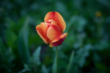 Flowers, nature, parks, and garden plotsм