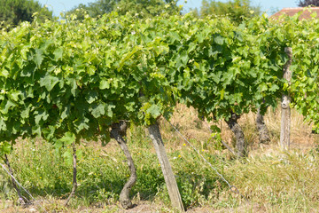 Fototapeta na wymiar Green grapes growing on vines in early summer in France