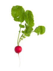 Fresh radish with green leaves isolated on white