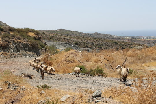 Goats crossing the road in mountains, Cyprus