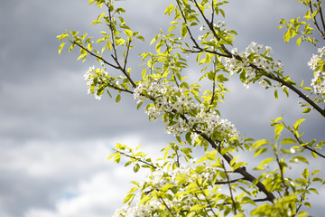 Floral background with blooming cherries on a background of cloudy sky.