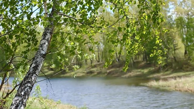 Тёплые весенние дни после холодной зимы в Сибири. Пробуждение природы после холодной зимы. Warm spring days after cold winter in Siberia. Awakening of the nature after cold winter 