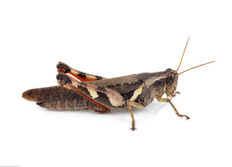 Grasshopper isolated on white background