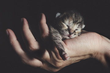 Newborn kitten sleeping in human hand © Rico