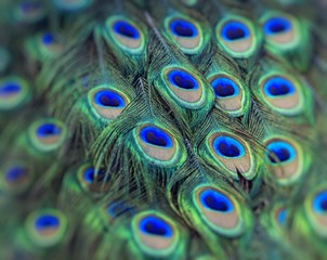 Fototapeta premium Portrait of beautiful peacock with feathers out