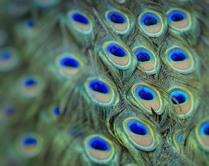 Obraz premium Portrait of beautiful peacock with feathers out