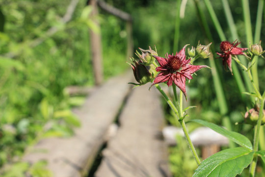 Flower of Purple marshlocks or swamp marsh cinquefoil, Comarum palustre on the blurred background of a wooden bridge across a forest river. selective focus