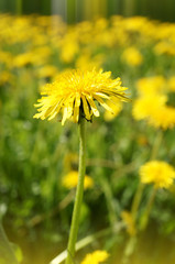 A beautiful dandelion photo. Selective focus. 