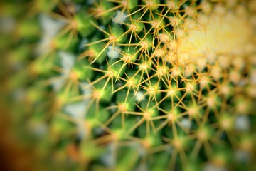 Close up of globe shaped cactus with long thorns