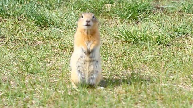 Суслик после зимней спячки. Суслик кушает семена. Живая природа. Gopher after hibernation. The gopher eats seeds. Wildlife