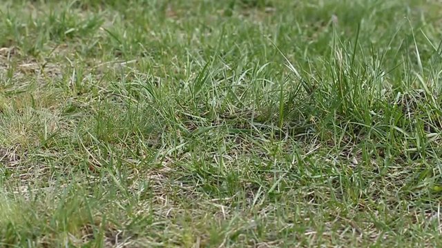 Суслик после зимней спячки. Суслик кушает семена. Живая природа. Gopher after hibernation. The gopher eats seeds. Wildlife