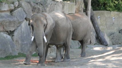 Fototapeta premium Elefant