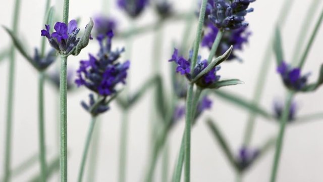 lavanda (giovane) 