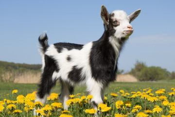 Young funny goat in dandelions
