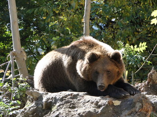 Bär