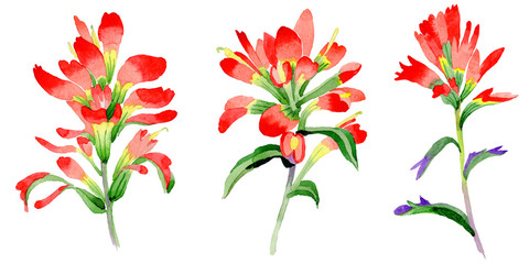 Wildflower Indian Paintbrush flower in a watercolor style isolated.