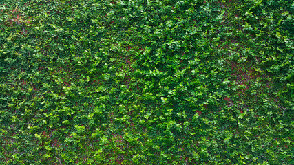Texture of natural green leaf wall