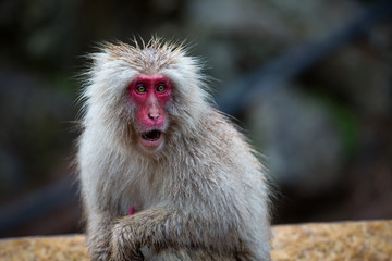 A Snow Monkeys shocked reaction at Jigokudani Monkey Park, Nagano, Japan